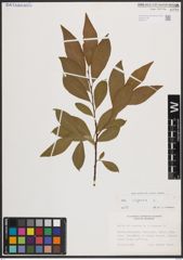 Foto von Salix caprea L.